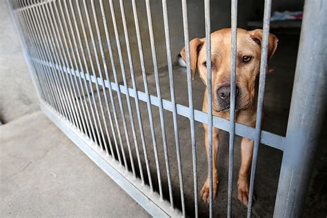 Animal shelter lafayette la - Lafayette Animal Shelter explains what it means to be "no kill," how to maintain that status Posted at 6:30 PM, Jun 23, 2021 and last updated 2021-06-23 19:31:26-04